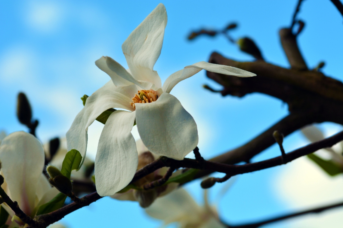 BLÜTE