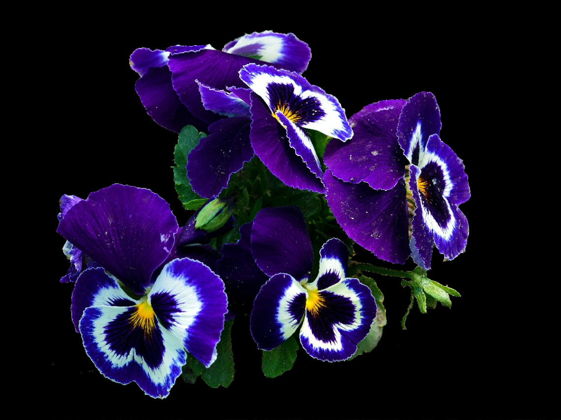 BLÜTEN