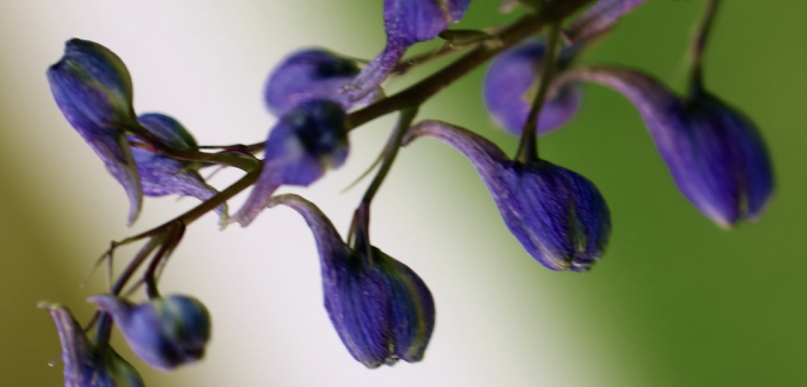 Nature Details 