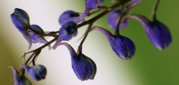 Nature Details 