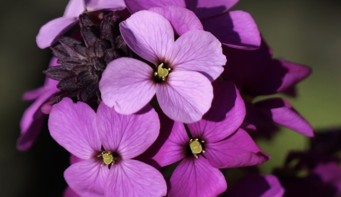 Close To Pink