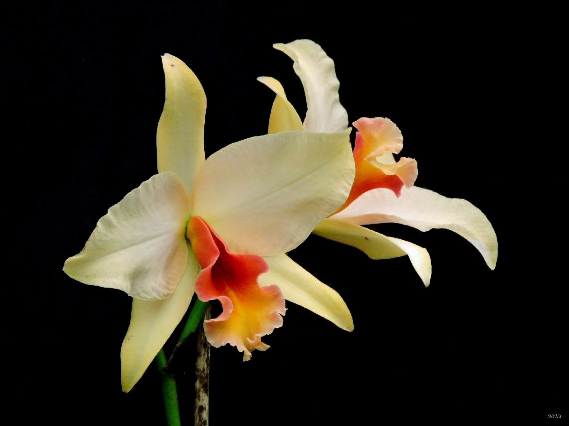Dendrobium Orchids