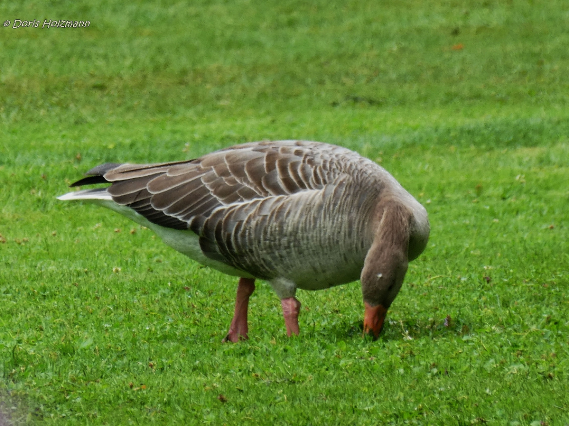 Gans