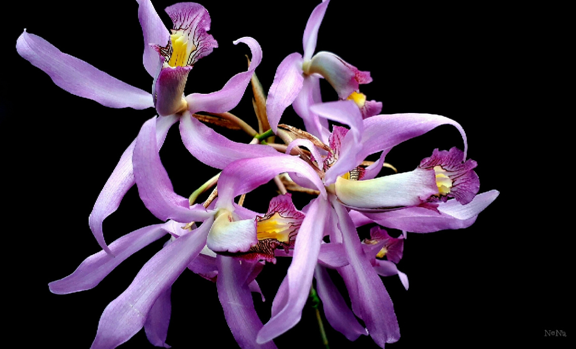 Orchids 