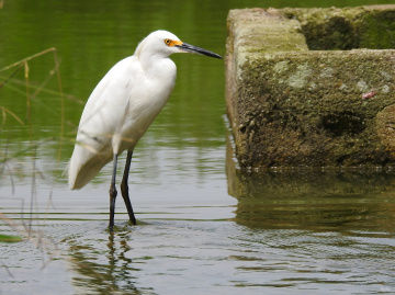 Garça branca pequena