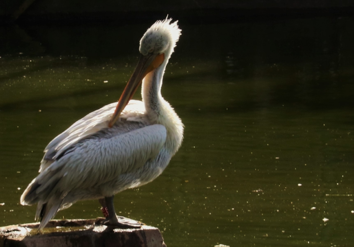 Dalmatian Pelican