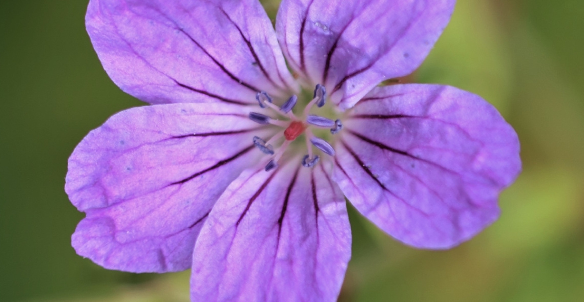 Close to Purple 