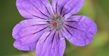 Close to Purple 