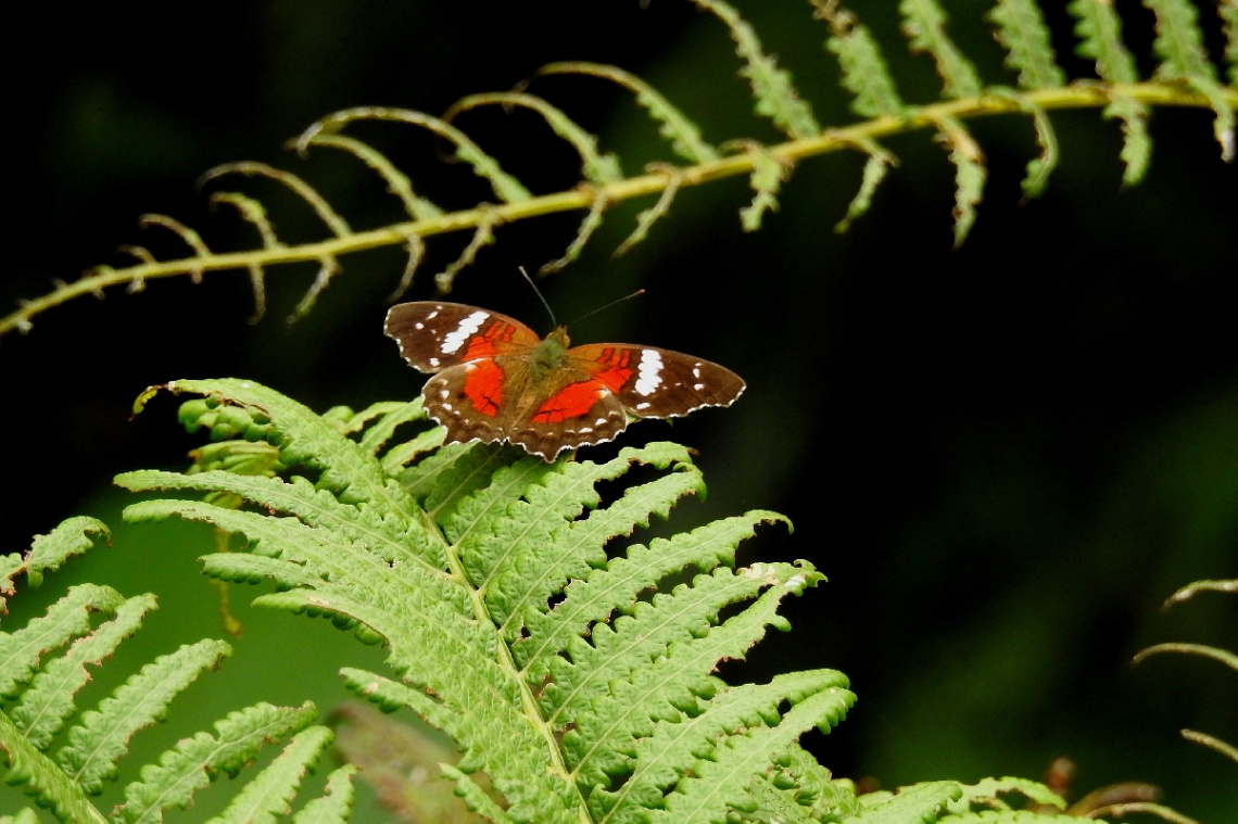 Borboleta