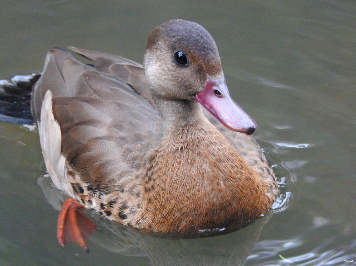 Amazonetta brasiliensis