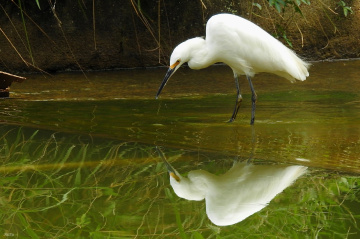 Narciso