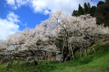 1,100 years old cherry tree  