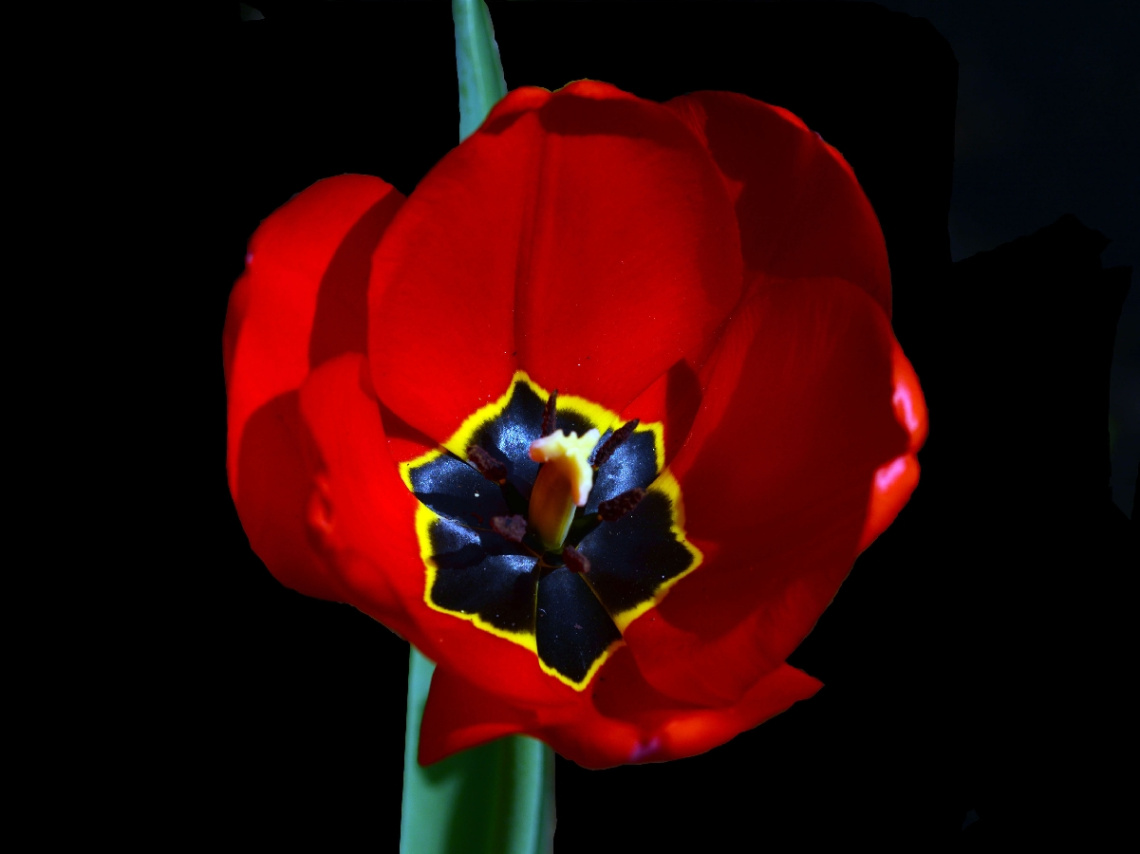 BLÜTE