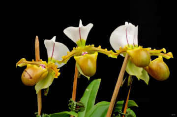Paphiopedium Orchids