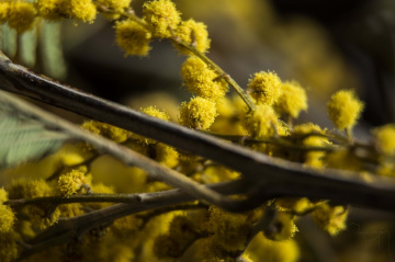 Makro 2-Mimoza