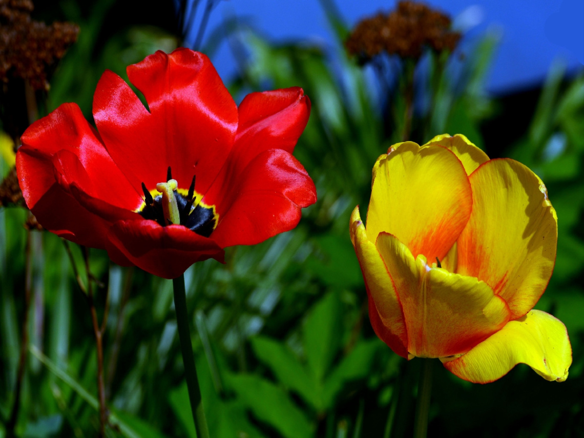 BLÜTEN