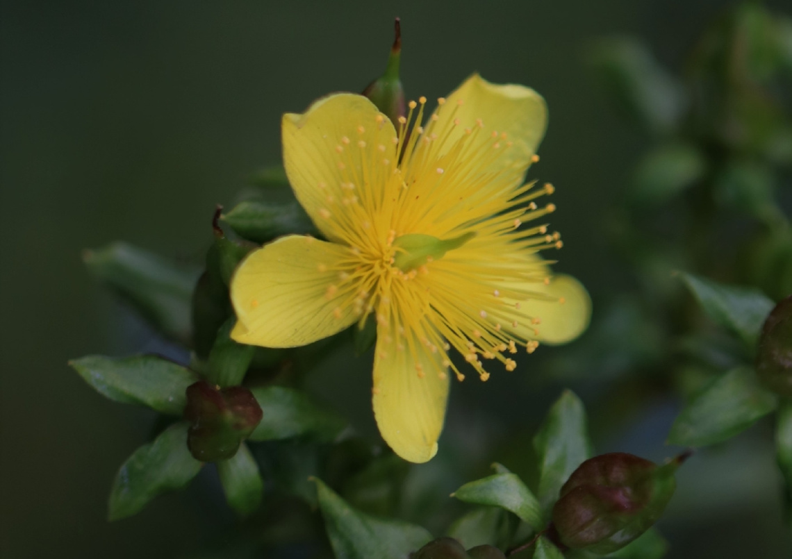 Green/Yellow