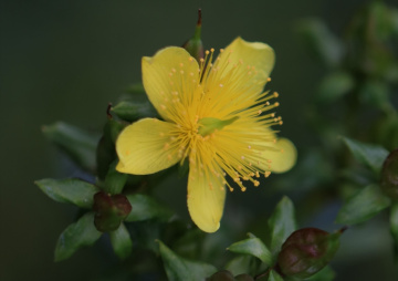 Green/Yellow