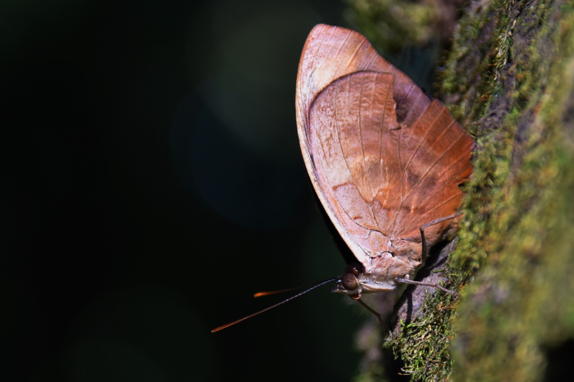 Pequenina