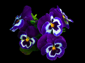 BLÜTEN
