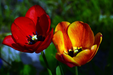 BLÜTEN