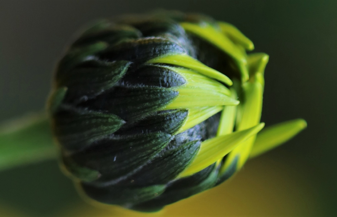 Green/Yellow