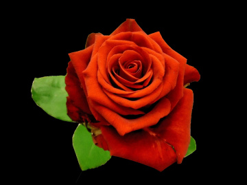 BLÜTE
