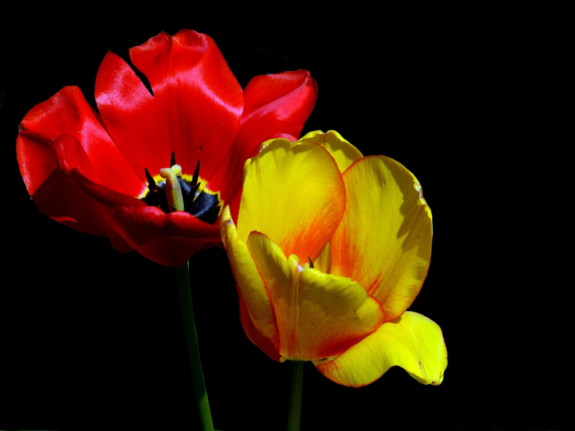 BLÜTEN
