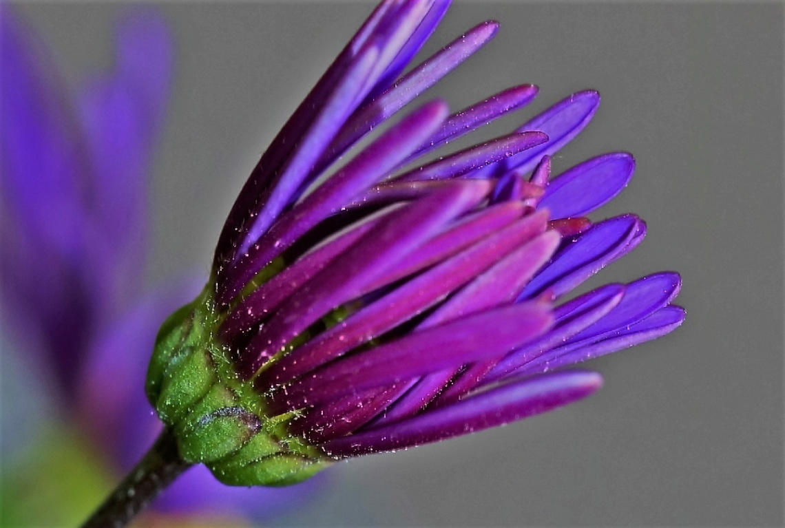 Close up