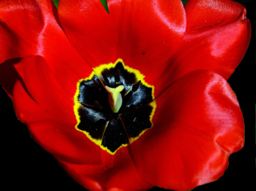 BLÜTE