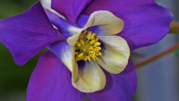 Purple/White/ Yellow