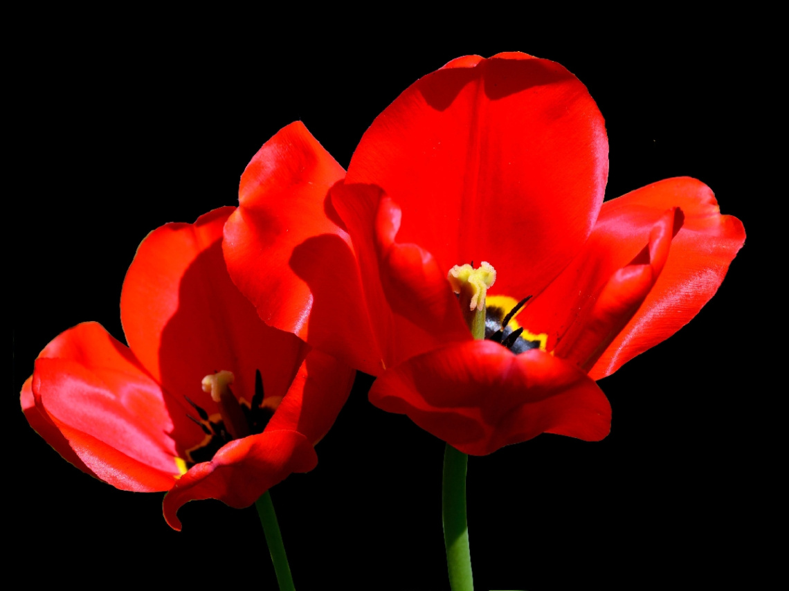 BLÜTEN