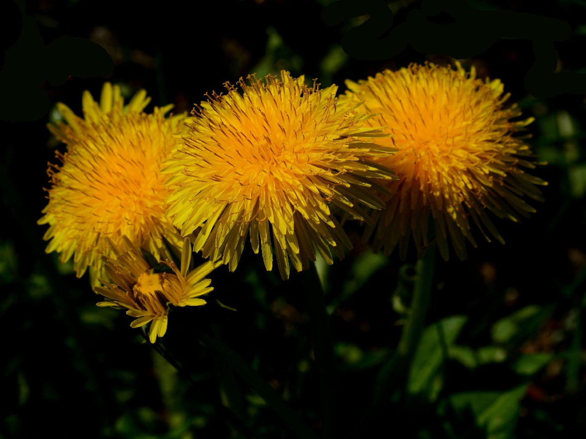 BLÜTEN