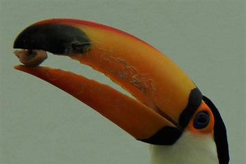 Toucan Moment 