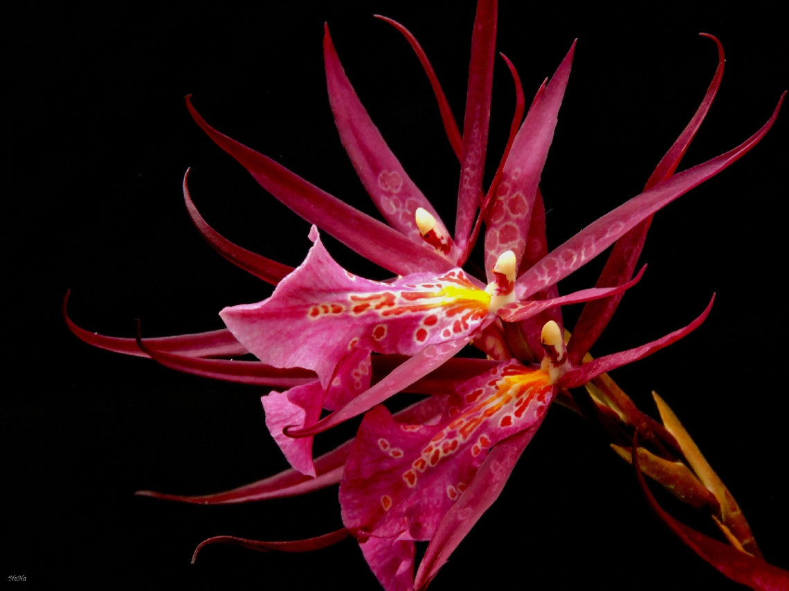 Brassia Shelob Tolkien
