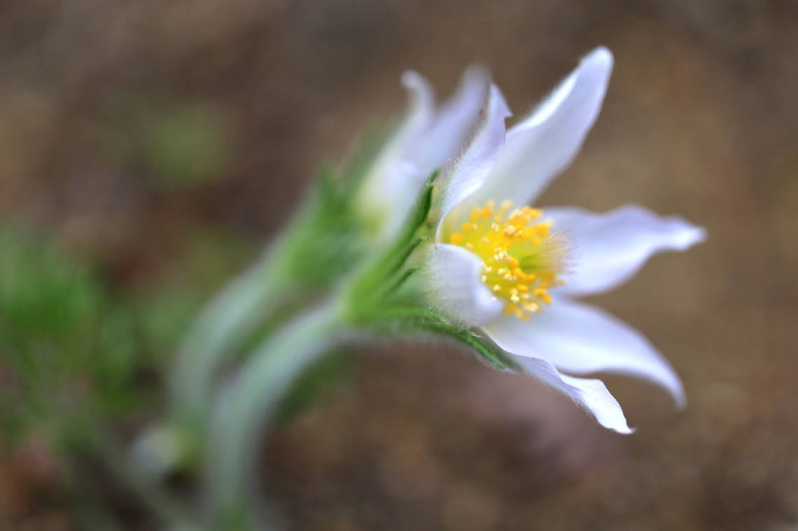 White star