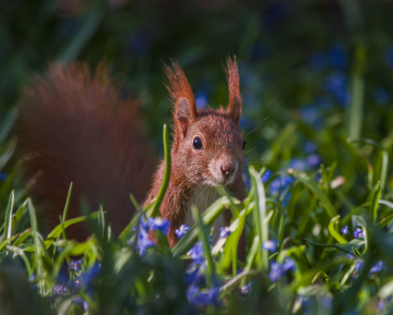 Squirrel