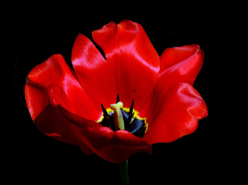 BLÜTE
