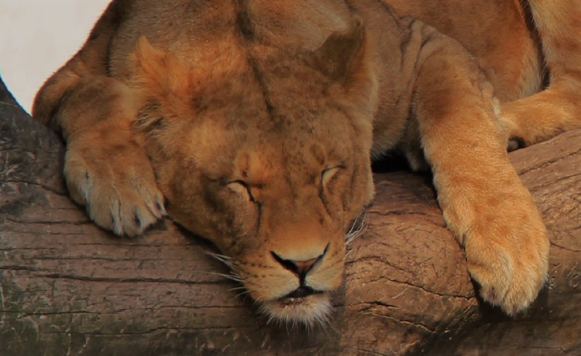 Lion moment