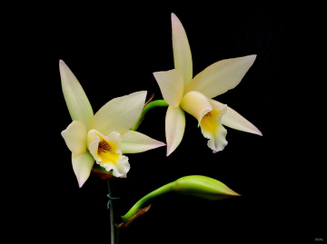 Orchids 