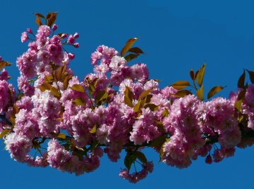 BLÜTEN