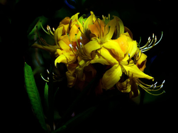 BLÜTEN