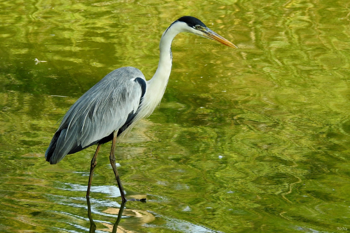 Cocoi Heron