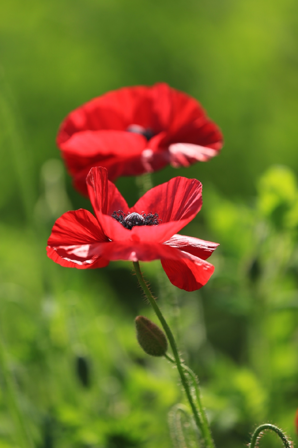 Poppy