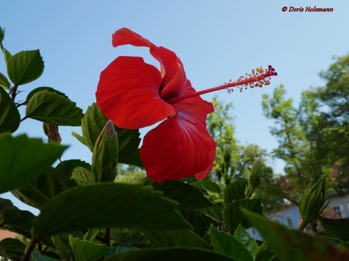Rote Blüte