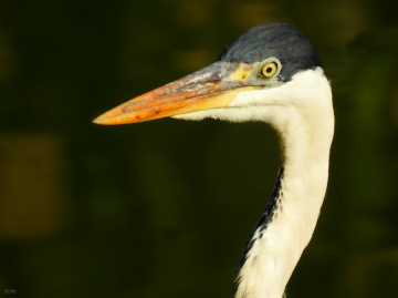 Ardea cocoi