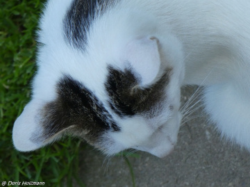 Mal wieder Nachbars Katze