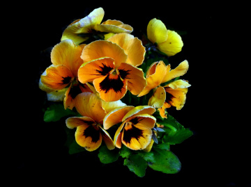 BLÜTEN