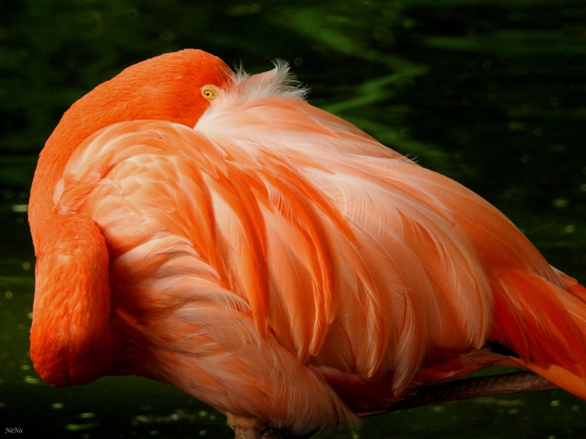 Flamingo