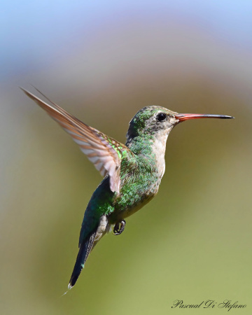 On fly
